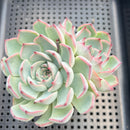 Echeveria 'Keralean' 3"-4" Succulent Plant