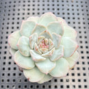 Echeveria sp. (Jelly Type) 1"-2" Succulent Plant