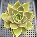 Echeveria Hybrid sp. 3" Succulent Plant