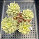 Sedeveria 'Letiza' Variegated 3" Cluster Succulent Plant