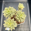 Sedeveria 'Letiza' Variegated 3" Cluster Succulent Plant