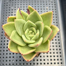 Echeveria 'Jupiter' 2" Succulent Plant