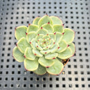 Echeveria 'Chrome Heart' 2" Succulent Plant