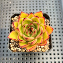 Echeveria Agavoides sp. 2" Succulent Plant