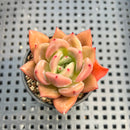 Echeveria 'Pink Champaign' 1" Succulent Plant