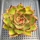 Echeveria Agvoides sp. 3" Succulent Plant