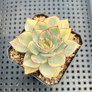 Echeveria 'Esther' Variegated 2" Succulent Plant