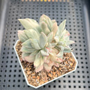 Echeveria 'Bradburiana' Variegated 1"-2" Succulent Plant