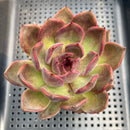 Echeveria 'Homage' 3"-4" Succulent Plant