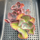 Echeveria 'Goiabinha' Variegated (100% Grown In House) 3" Cluster Succulent Plant