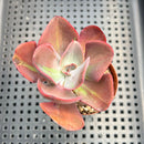 Echeveria 'Goiabinha' Variegated (100% Grown In House) 2" Succulent Plant