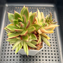 Echeveria 'Leopard' Variegated Cluster 3" Succulent Plant