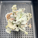 Cotyledon Undulata 'Shires Hobbit' 3" Succulent Plant