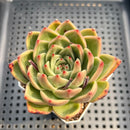 Echeveria Hybrid sp. 2"-3" Succulent Plant