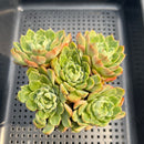 Echeveria 'Wine Peach' Variegated Cluster 2"-3" Succulent Plant