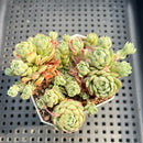 Echeveria 'Ravi Rose' ('Globulosa' Hybrid) Cluster 3" Succulent Plant