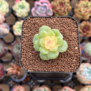 Echeveria 'Back Dam' Jelly Type 2" Flower Village Original Hybrid Succulent Plant Cutting