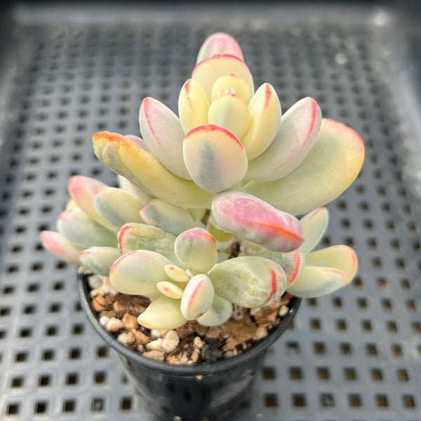 cotyledon variegata Cotyledon 'Orbiculata' Variegated 2