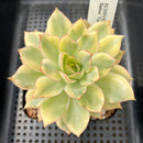 Echeveria 'Esther' Variegated 3"-4" Succulent Plant