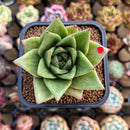 Echeveria Agavoides 'Wrinkle Maria' Wide-Leaf 2" Succulent Plant Cutting