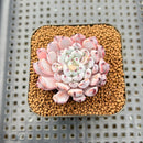 Echeveria Cuspidata var. Zaragozae 2" Succulent Plant Cutting