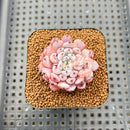 Echeveria Cuspidata var. Zaragozae 2" Succulent Plant Cutting