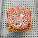 Echeveria 'Hollys' 1"-2" Succulent Plant Cutting