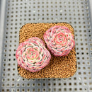 Echeveria 'Meteor' 2" Changhee Hybrid Succulent Plant Cutting