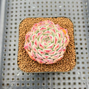 Echeveria 'Meteor' 2" Changhee Hybrid Succulent Plant Cutting