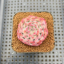 Echeveria 'Meteor' 2" Changhee Hybrid Succulent Plant Cutting