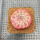 Echeveria 'Meteor' 2" Changhee Hybrid Succulent Plant Cutting