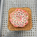 Echeveria 'Meteor' 2" Changhee Hybrid Succulent Plant Cutting