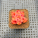 Echeveria Agavoides 'Red Diamond' 1" Succulent Plant Cutting