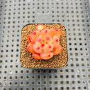 Echeveria Agavoides 'Red Diamond' 1" Succulent Plant Cutting