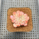 Echeveria 'Viyant' 1" Succulent Plant Cutting