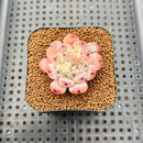 Echeveria 'Viyant' 1" Succulent Plant Cutting