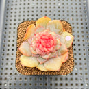 Echeveria 'Blossoming' Jelly Type 2" Succulent Plant Cutting
