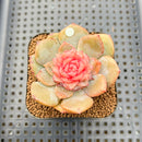 Echeveria 'Blossoming' Jelly Type 2" Succulent Plant Cutting