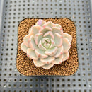 Echeveria 'Pretty In Pink' Variegated 1"-2" Succulent Plant Cutting