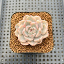 Echeveria 'Pretty In Pink' Variegated 1"-2" Succulent Plant Cutting