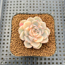 Echeveria 'Pretty In Pink' Variegated 1"-2" Succulent Plant Cutting
