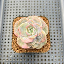 Graptoveria 'Lovely Rose' Variegated 2" Succulent Plant