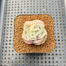 Graptoveria 'Lovely Rose' Variegated 2" Succulent Plant