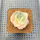 Graptoveria 'Lovely Rose' Variegated 2" Succulent Plant