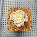 Graptoveria 'Lovely Rose' Variegated 2" Succulent Plant