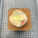 Graptoveria 'Lovely Rose' Variegated 2" Succulent Plant