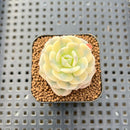 Echeveria 'Glauca' Variegated (Not Runyonii Variegated) 1" Succulent Plant Cutting