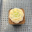 Echeveria 'Glauca' Variegated (Not Runyonii Variegated) 1" Succulent Plant Cutting