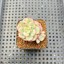 Echeveria 'Tango' Variegated 1" Succulent Plant Cutting