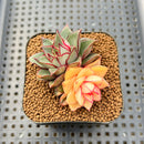 Echeveria 'Monocerotis' Variegated 2" Succulent Plant Cutting